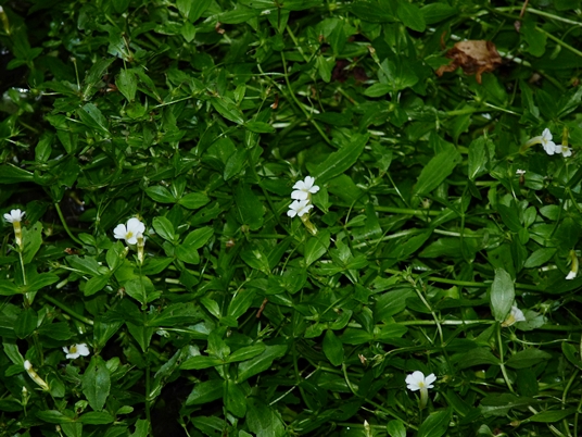 {Gratiola floridana}
